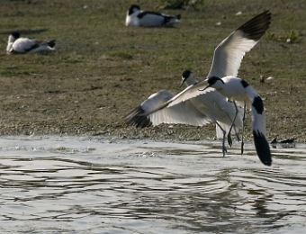 avocettes accouplement 3